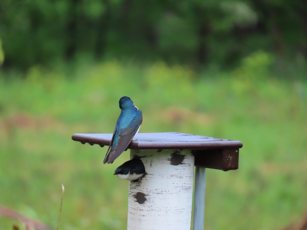 Tree Swallow - John DePaul