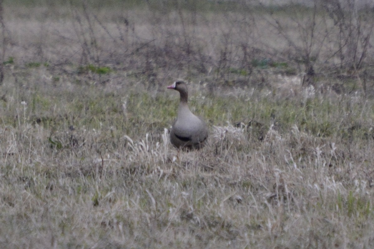 Greater White-fronted Goose - Anton Kornilov