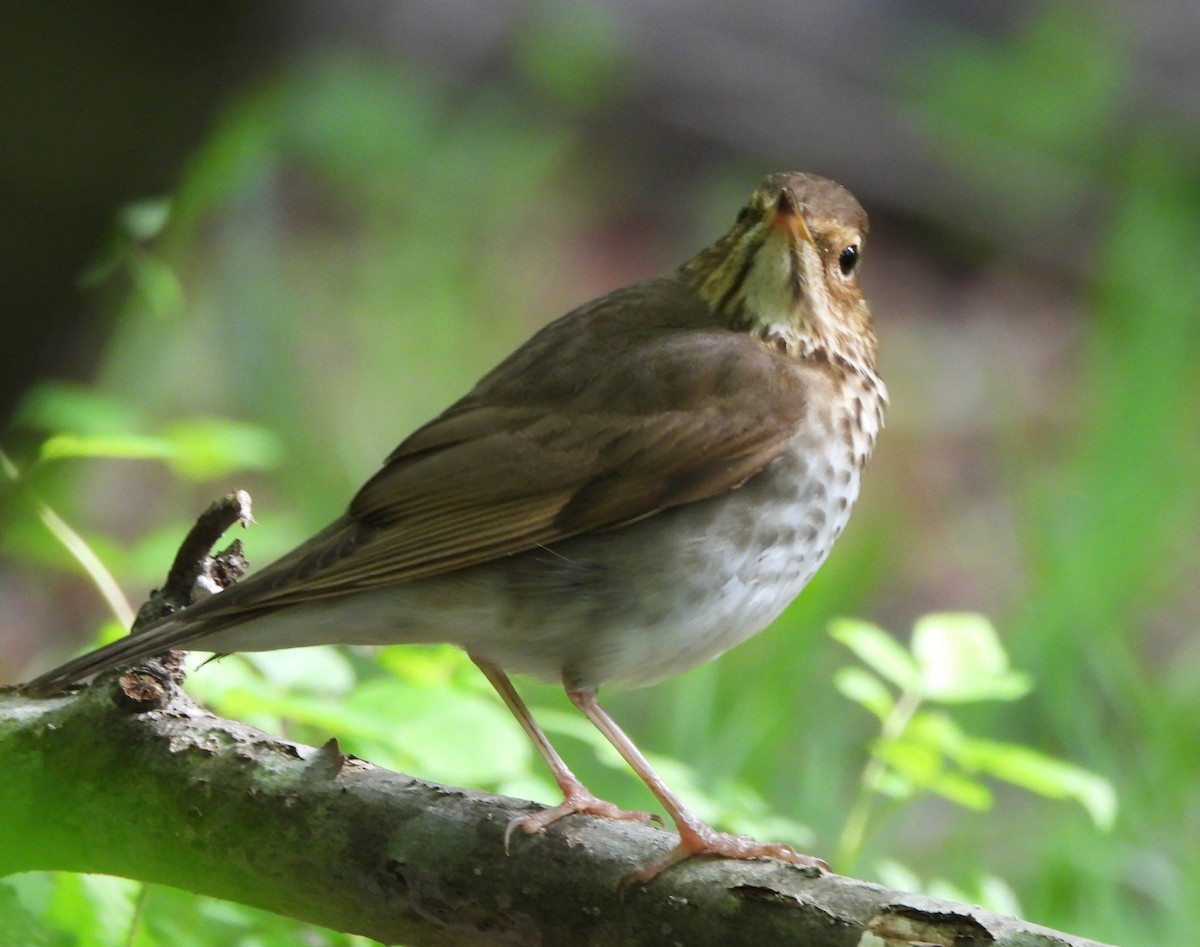 Swainson's Thrush - Vicky and Richard Smith