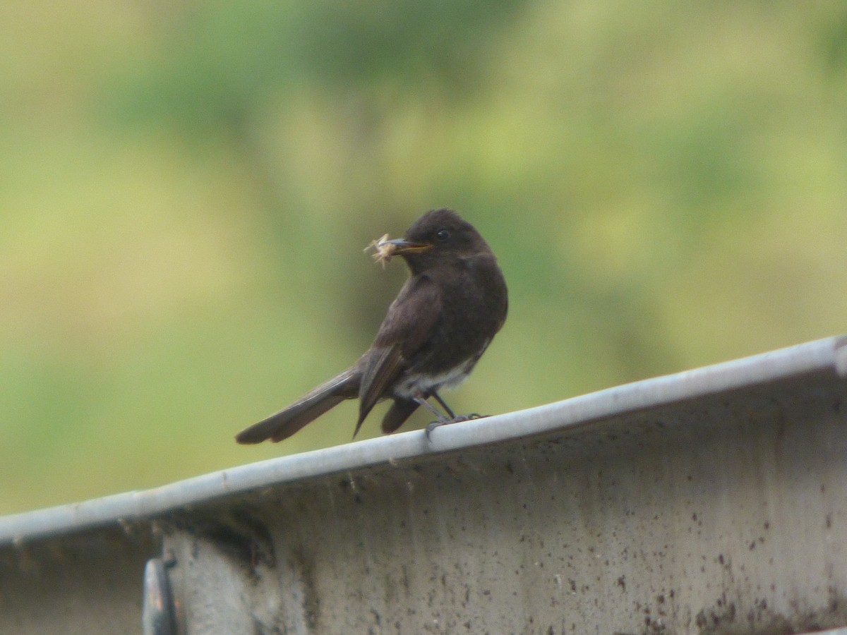 Black Phoebe - jesus fernandez