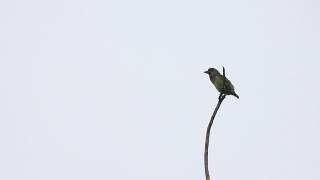 Malabar Barbet - ML618888688