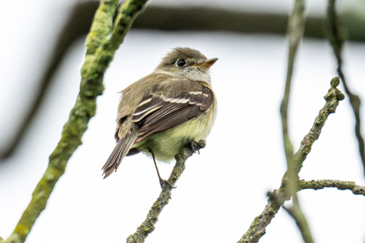 Least Flycatcher - Chuck Babbitt