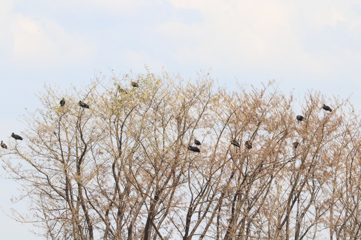 African Openbill - Nyreen Roberts