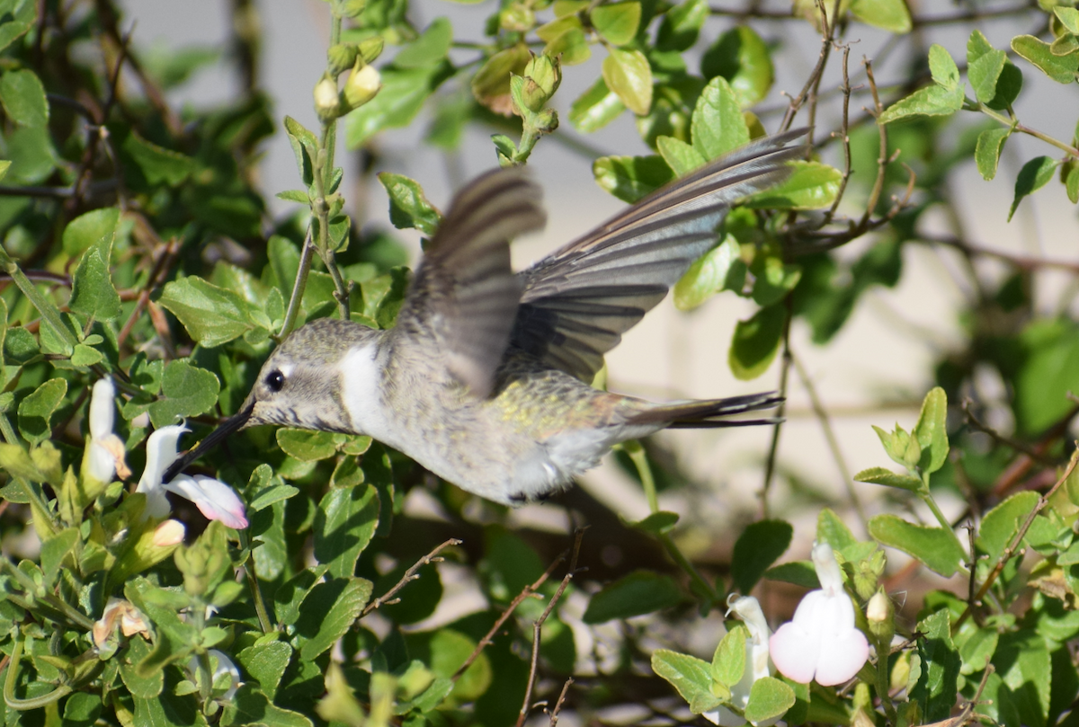 Oasis Hummingbird - Felipe Undurraga