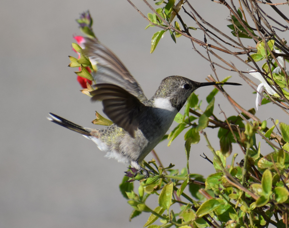 Oasis Hummingbird - Felipe Undurraga