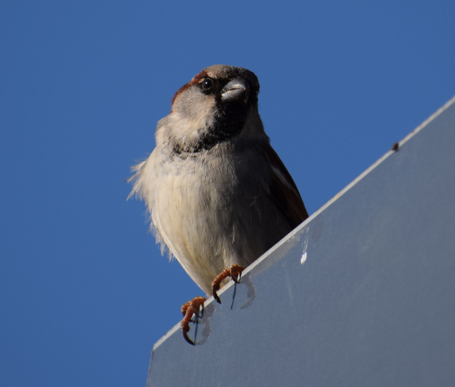 House Sparrow - Felipe Undurraga