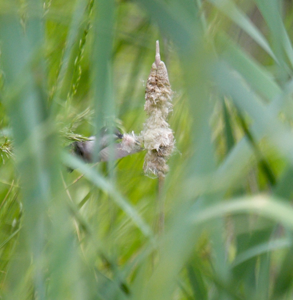 Ruby-throated Hummingbird - Margaret Poethig