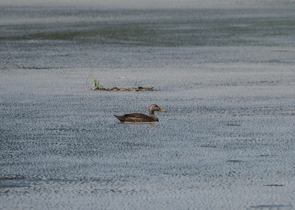 Mottled Duck - ML618888769