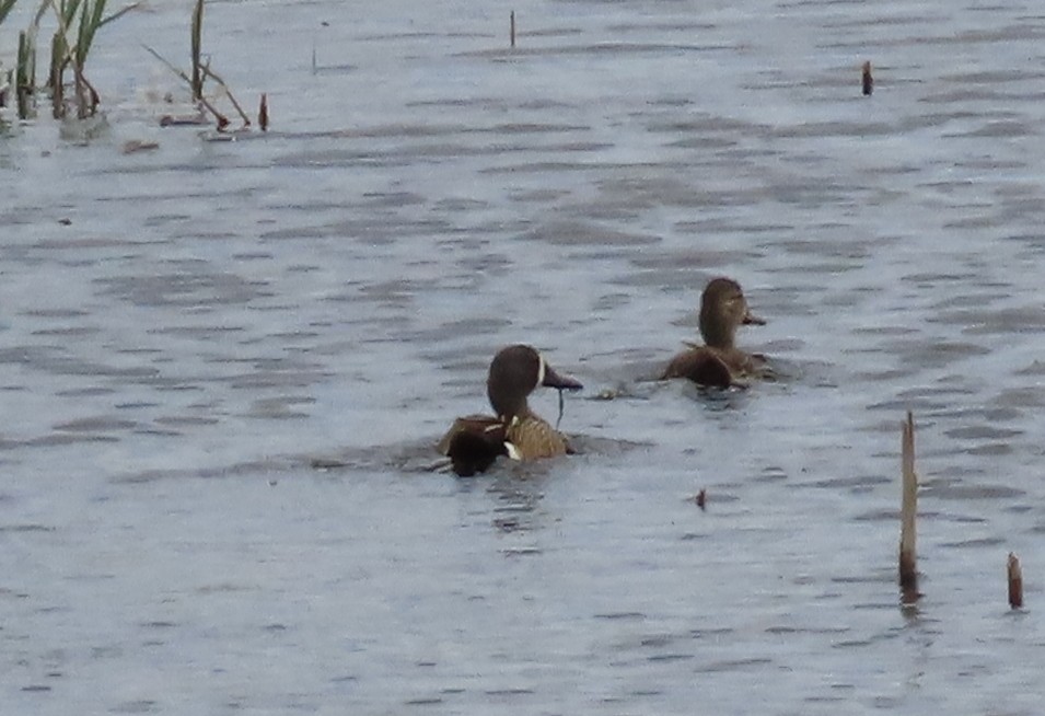 Blue-winged Teal - Fran Kerbs