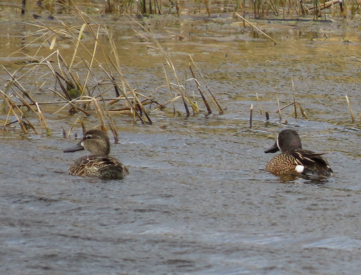 Blue-winged Teal - Fran Kerbs