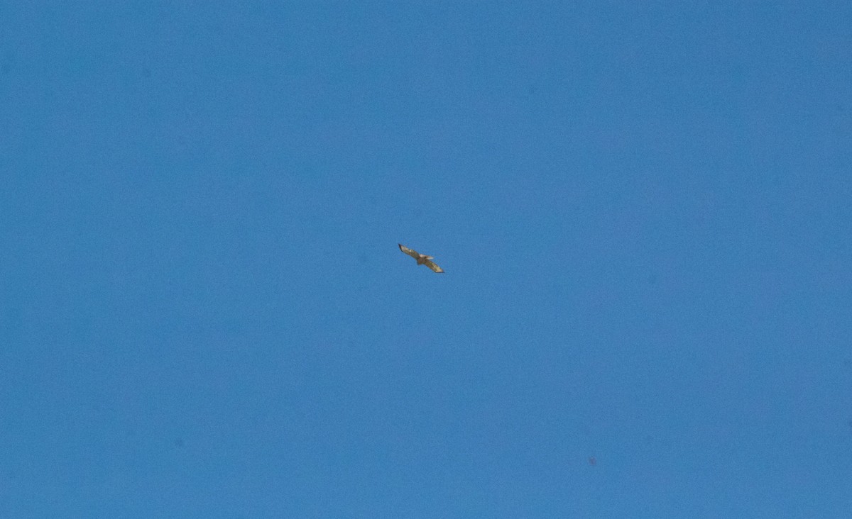 Buteo sp. - ML618888790