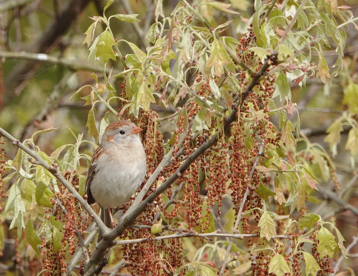 Field Sparrow - Norman Levey