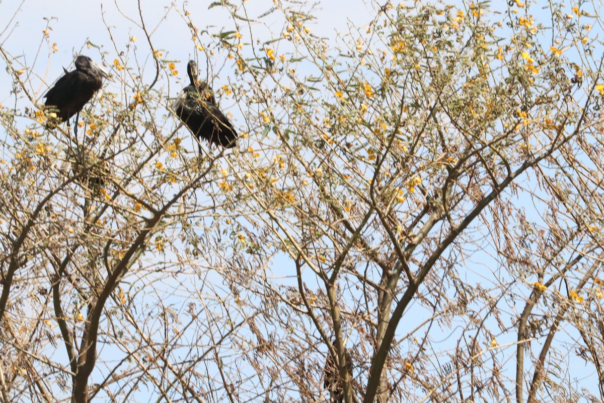 African Openbill - Nyreen Roberts