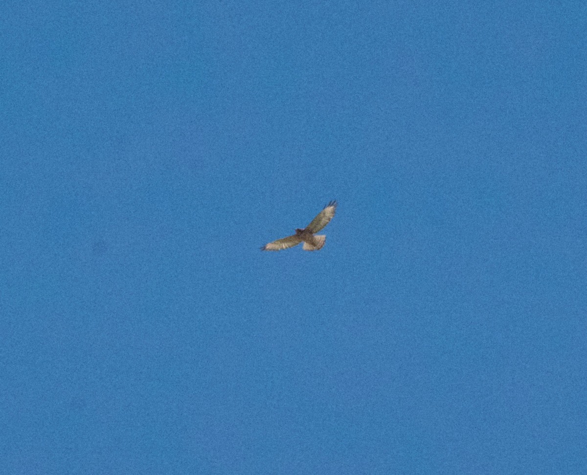 Buteo sp. - ML618888800