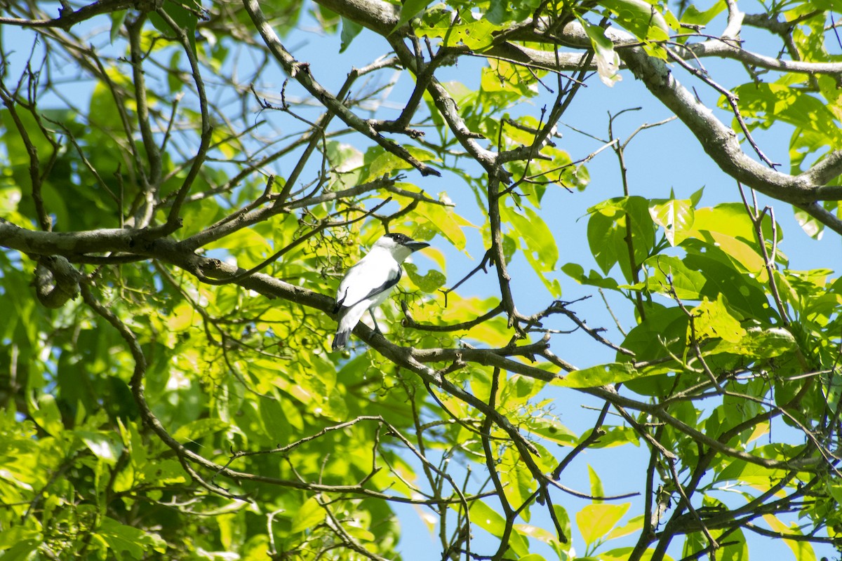 Black-crowned Tityra - Omar Pineda