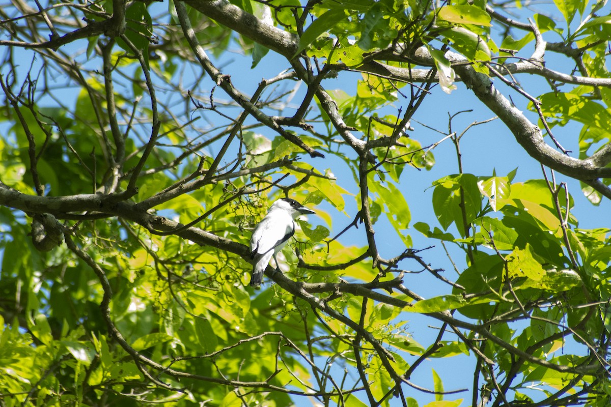 Black-crowned Tityra - Omar Pineda