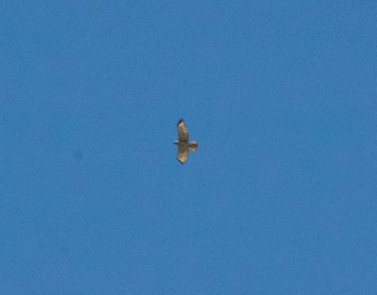 Buteo sp. - ML618888830