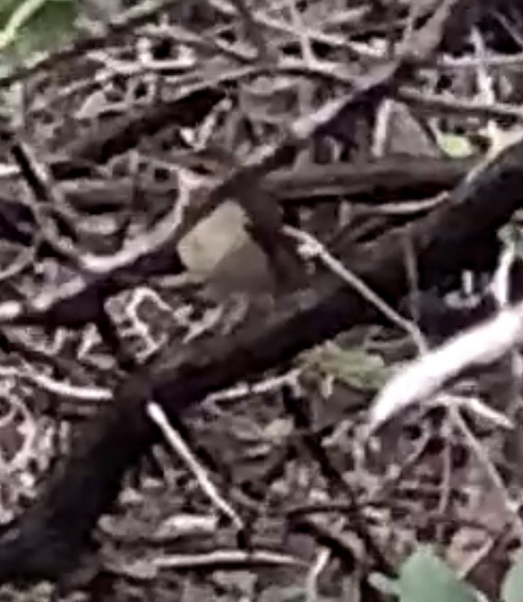 Swainson's Warbler - ML618888832