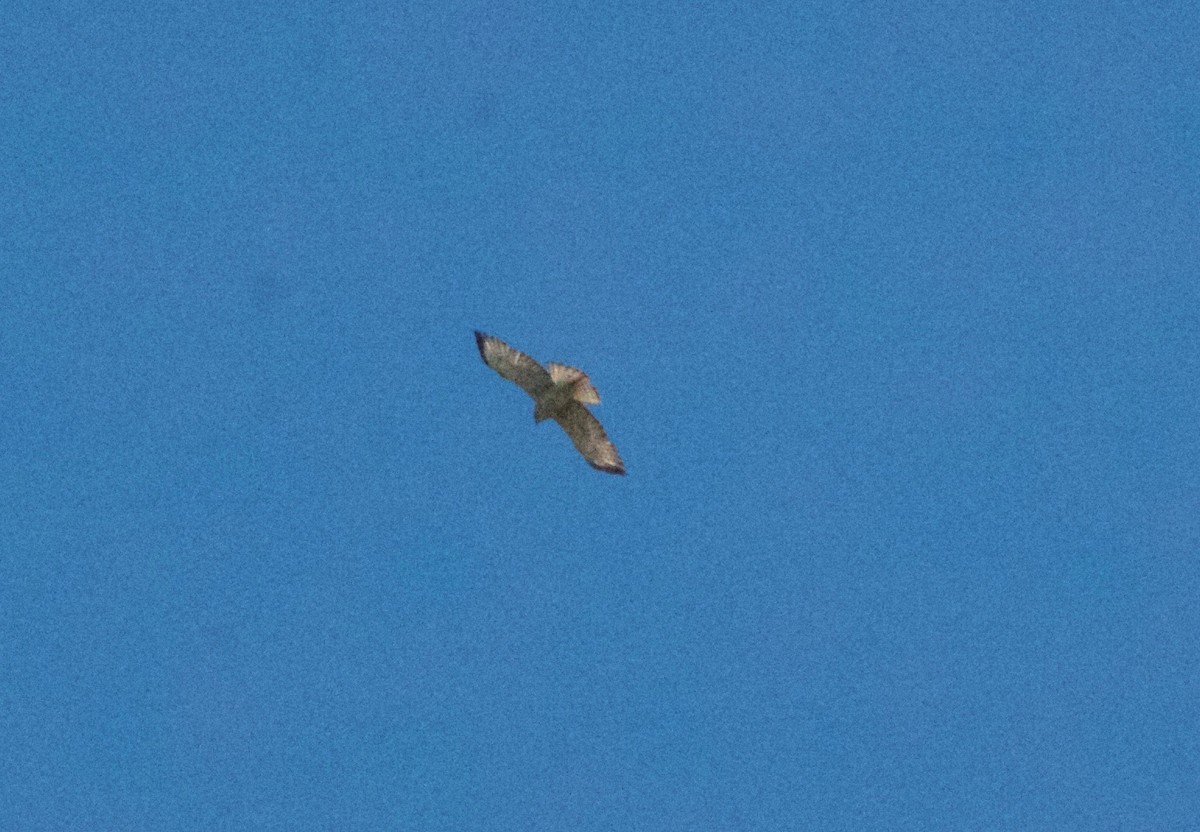 Buteo sp. - ML618888848