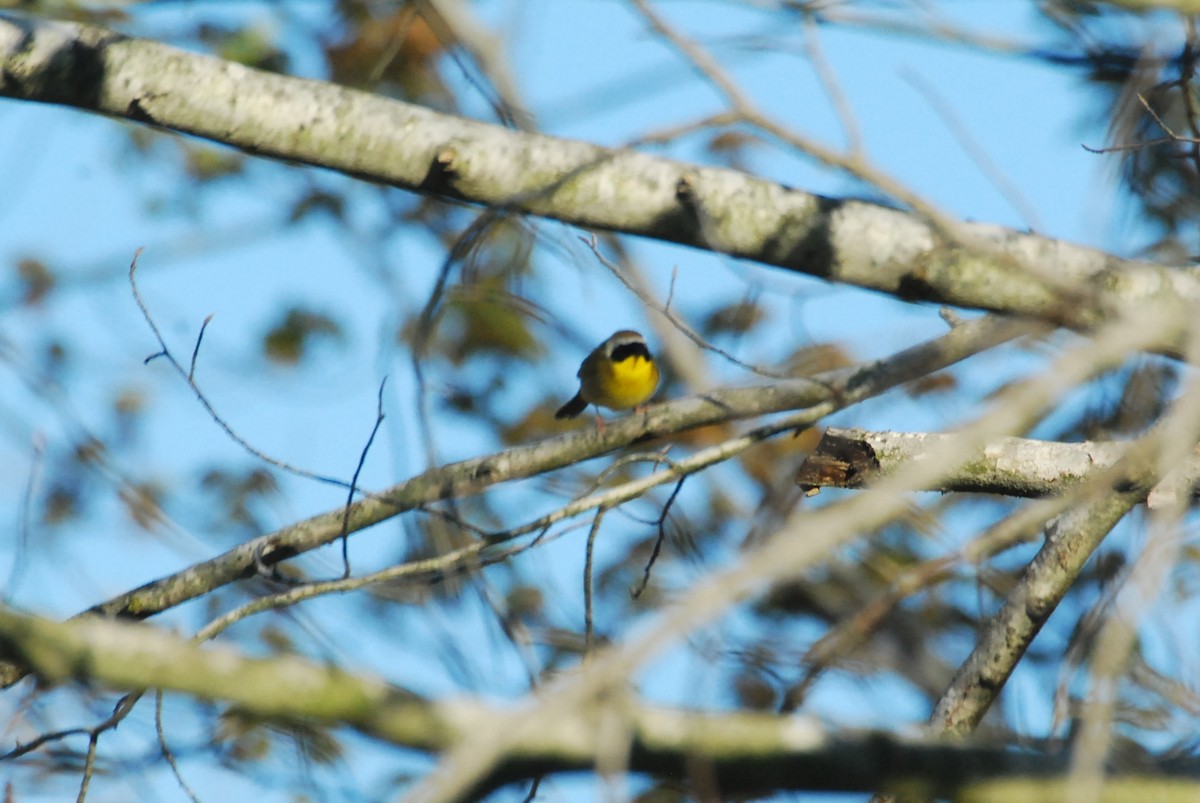 Common Yellowthroat - roy sorgenfrei