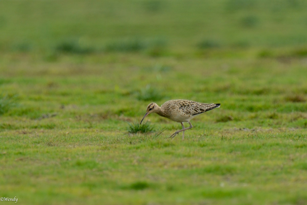 Little Curlew - Wendy Deng