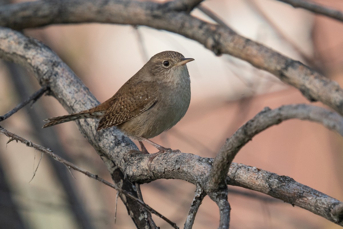 House Wren - Jason Cole