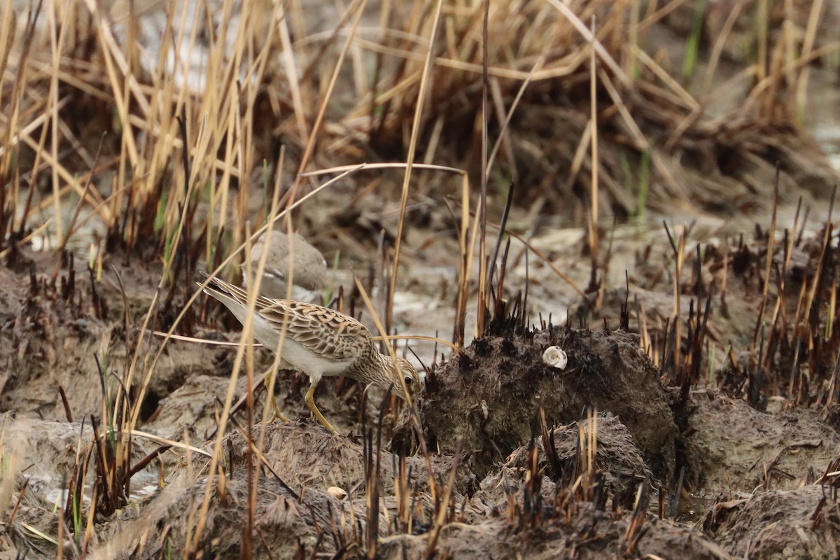 Pectoral Sandpiper - ML618888892