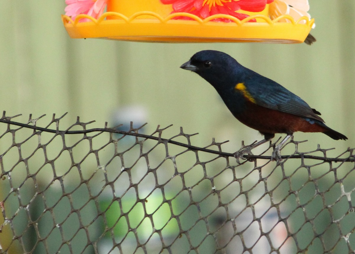 Chestnut-bellied Euphonia - Miguel  Magro