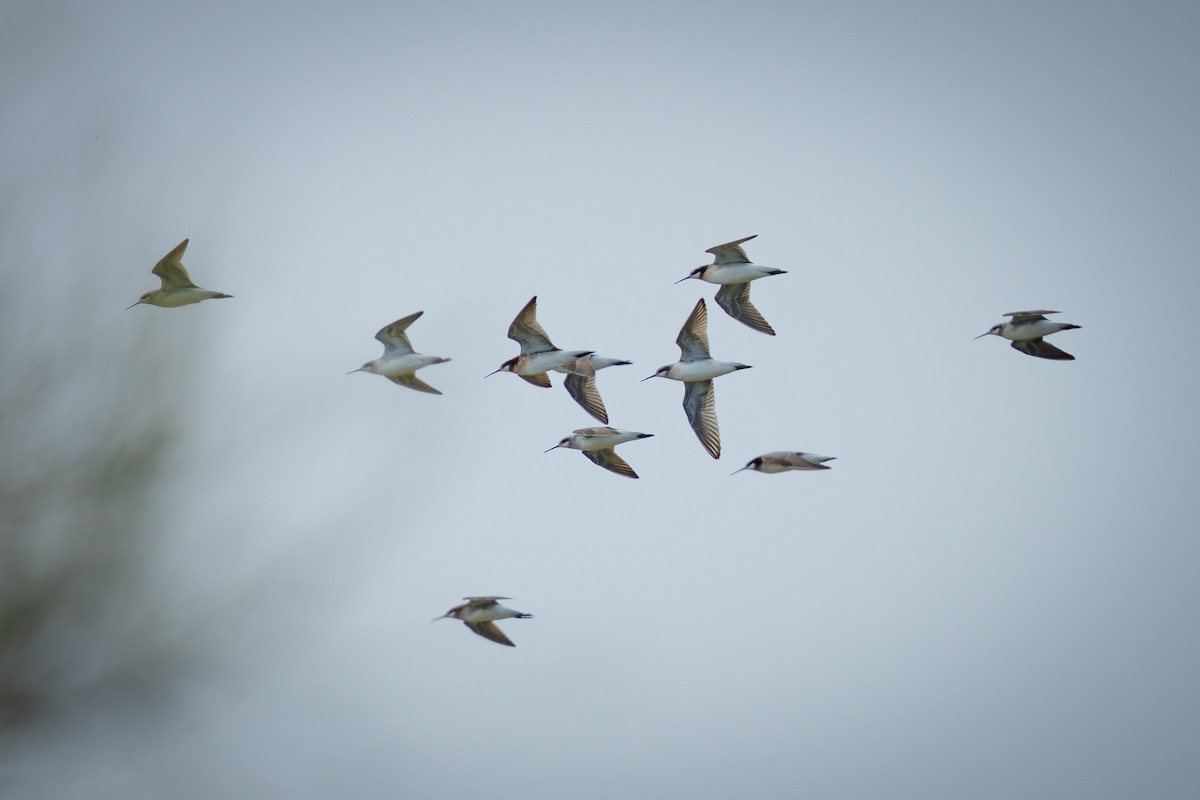 Wilson's Phalarope - ML618888914