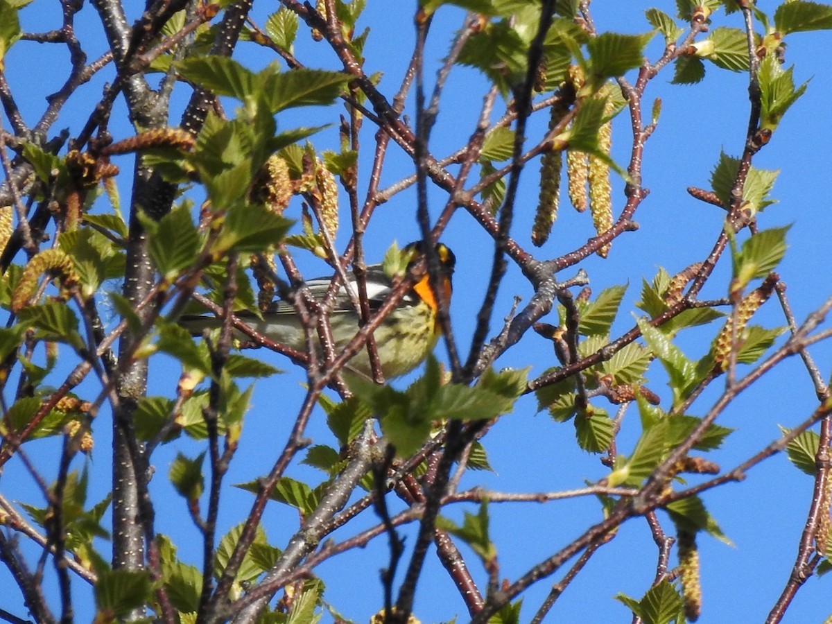 Blackburnian Warbler - Beatrix Kohlhaas