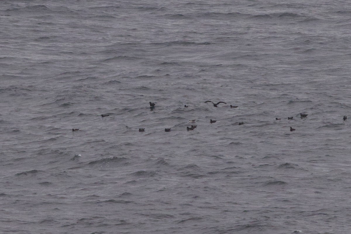 White-chinned Petrel - John Bruin