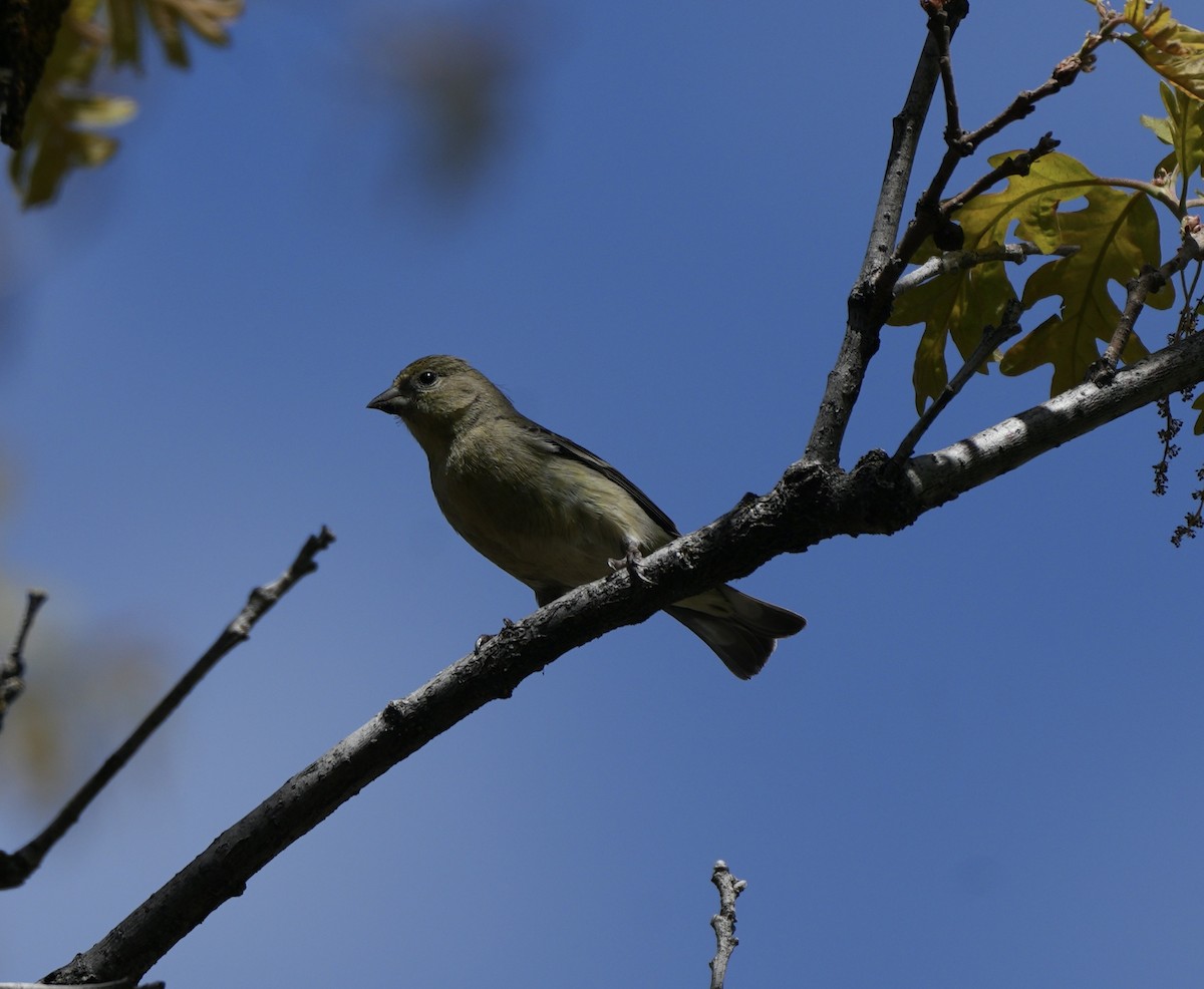 Lesser Goldfinch - Taylor Abbott