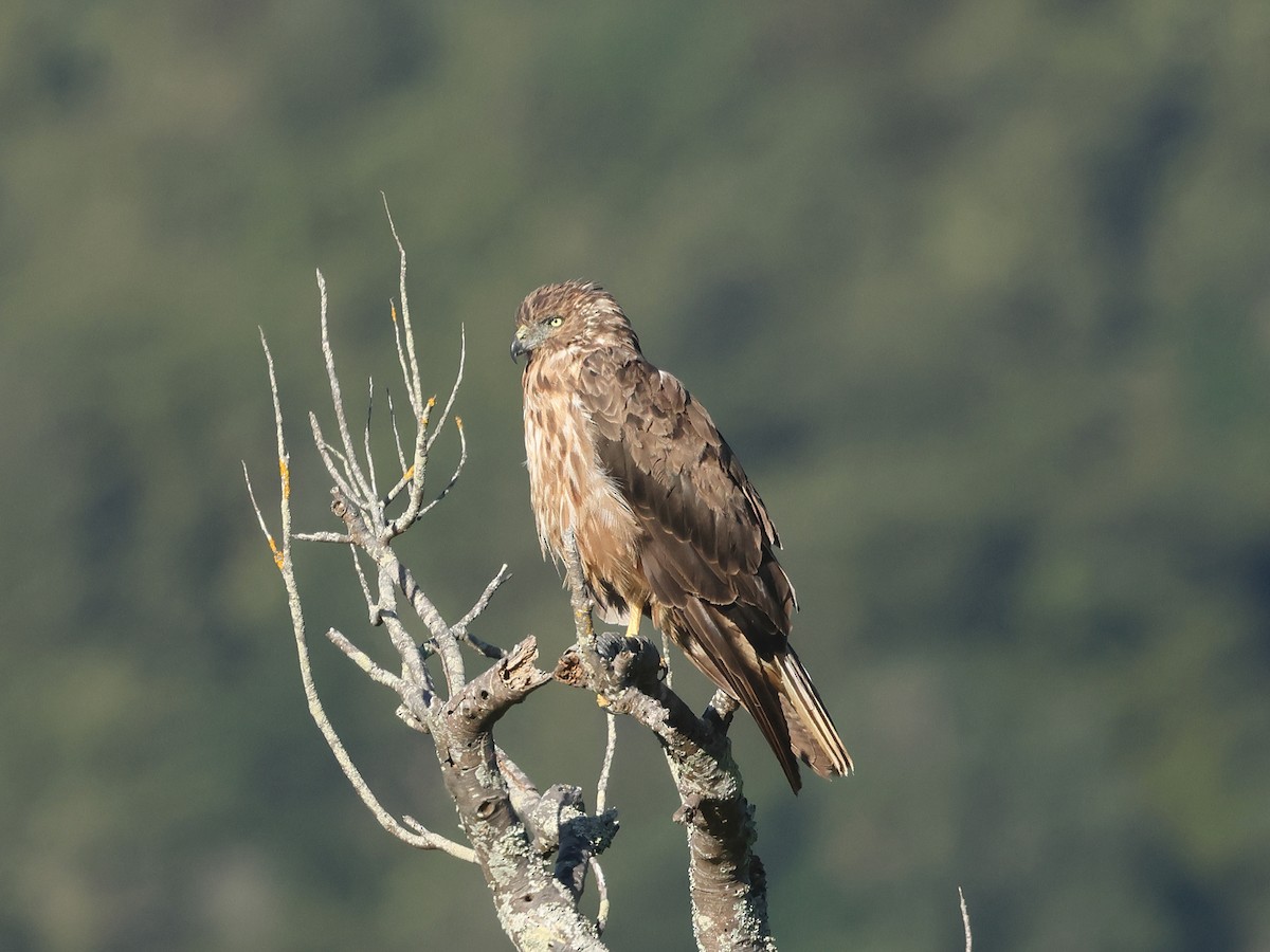 Swamp Harrier - Mark Newsome