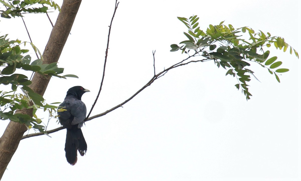 Asian Koel - Dr Nandini Patil