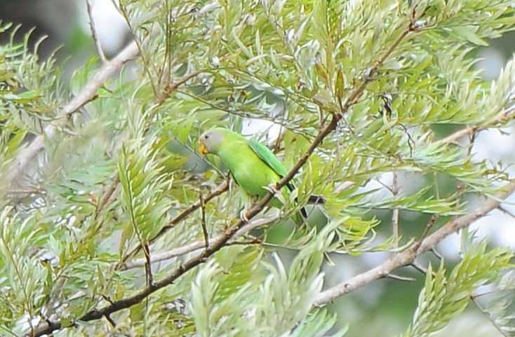 Plum-headed Parakeet - ML618888956