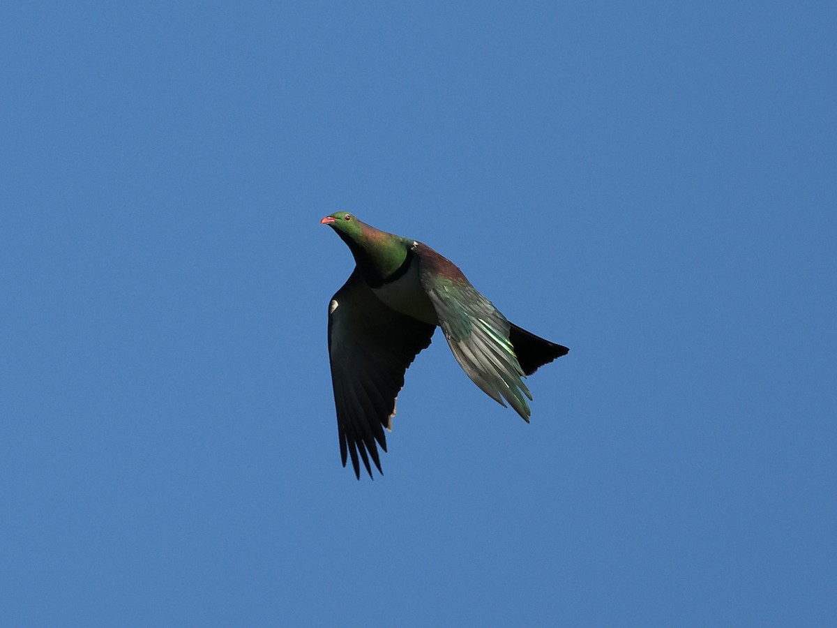 New Zealand Pigeon - Mark Newsome