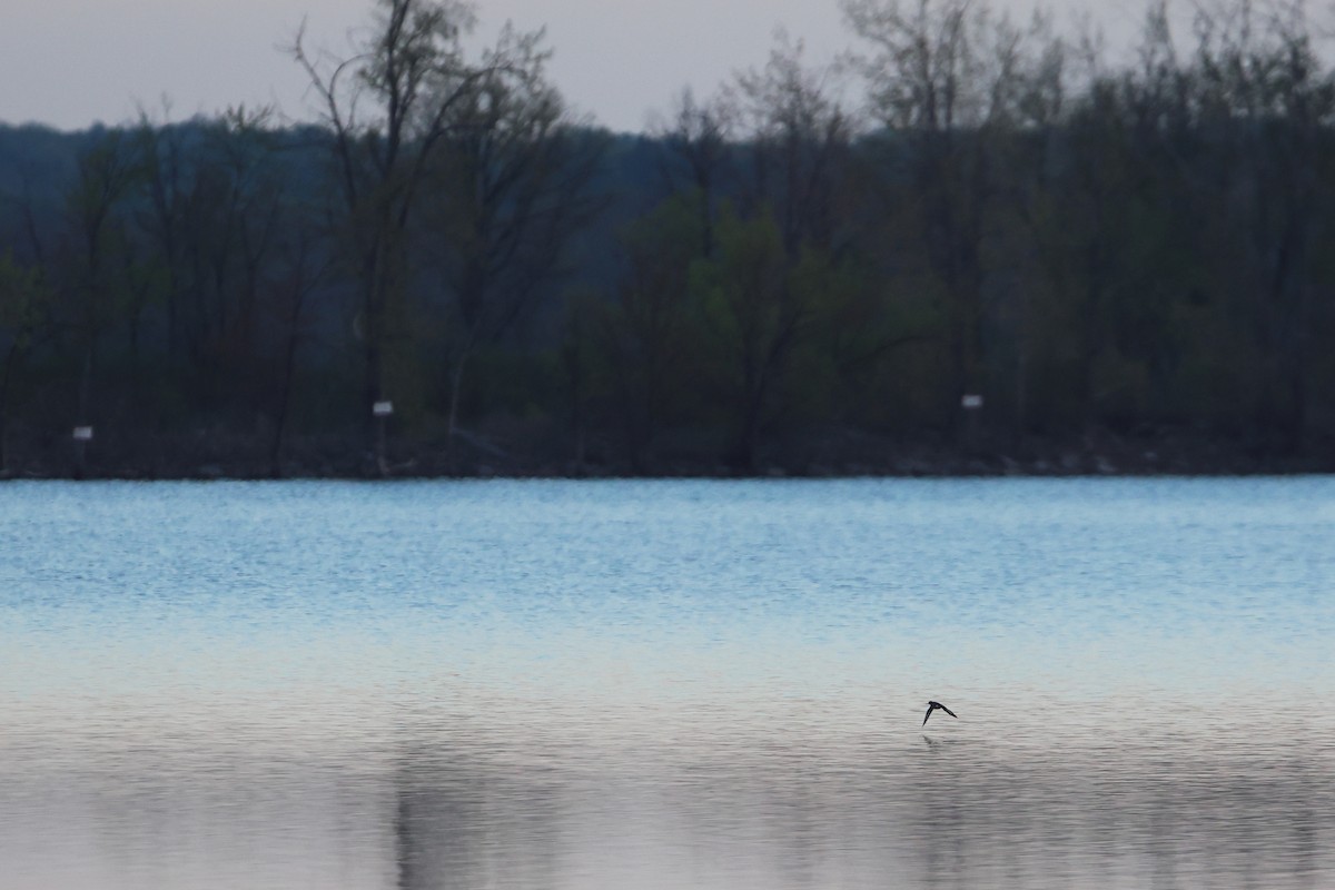 Spotted Sandpiper - ML618888984