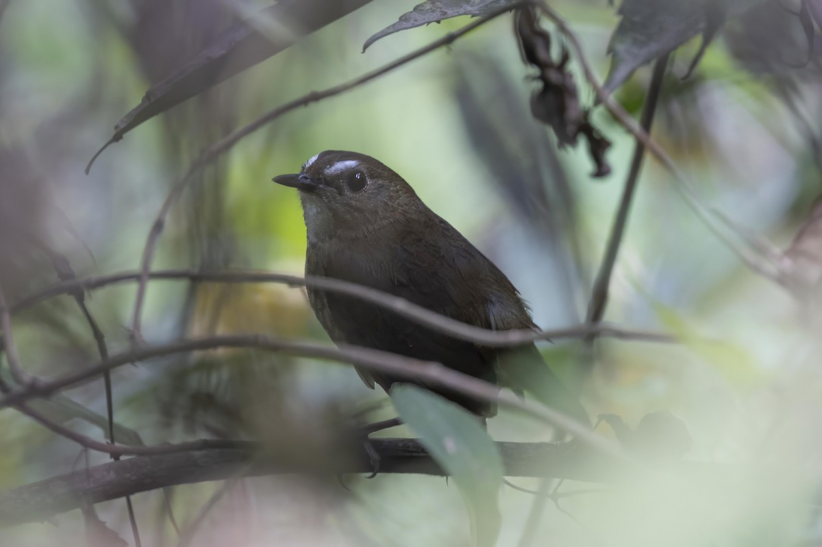 Lesser Shortwing - Robert Lewis