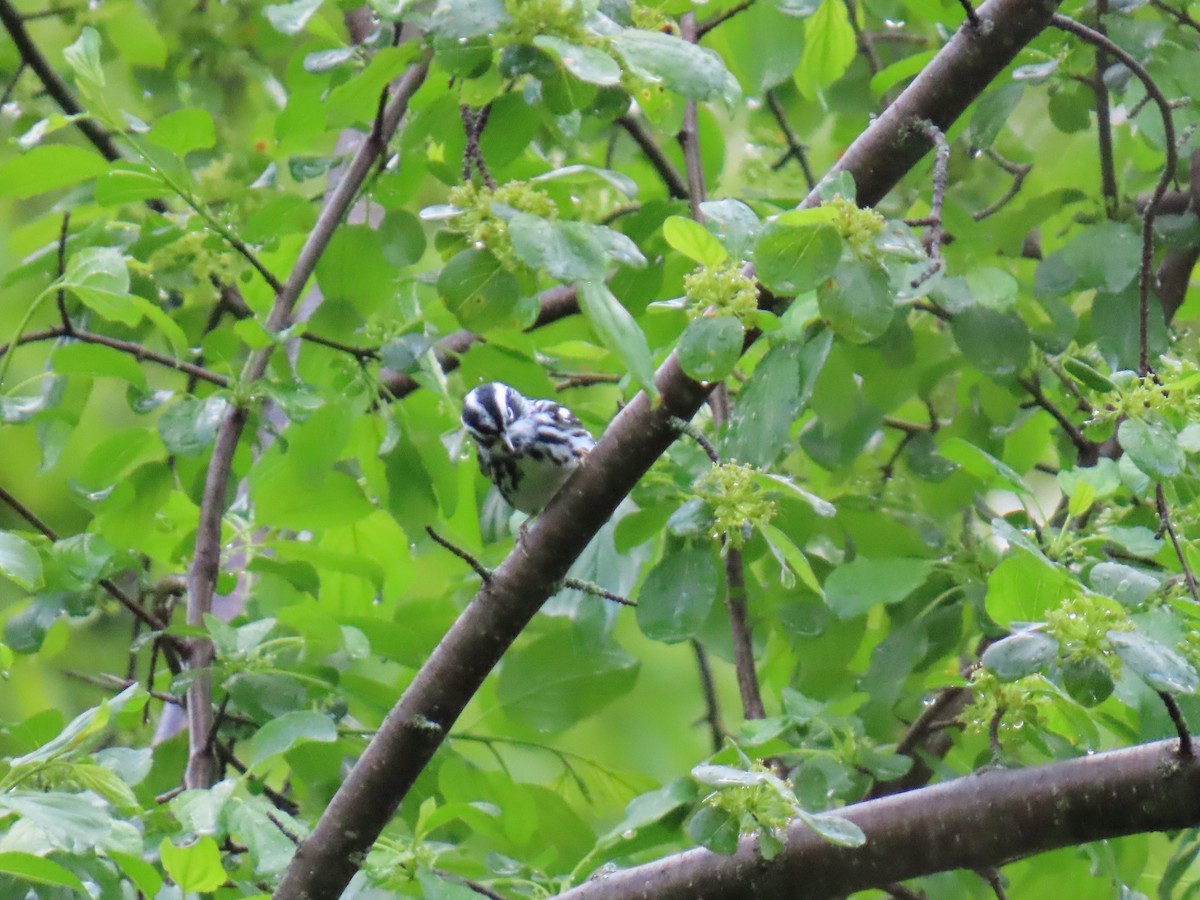 Black-and-white Warbler - John DePaul