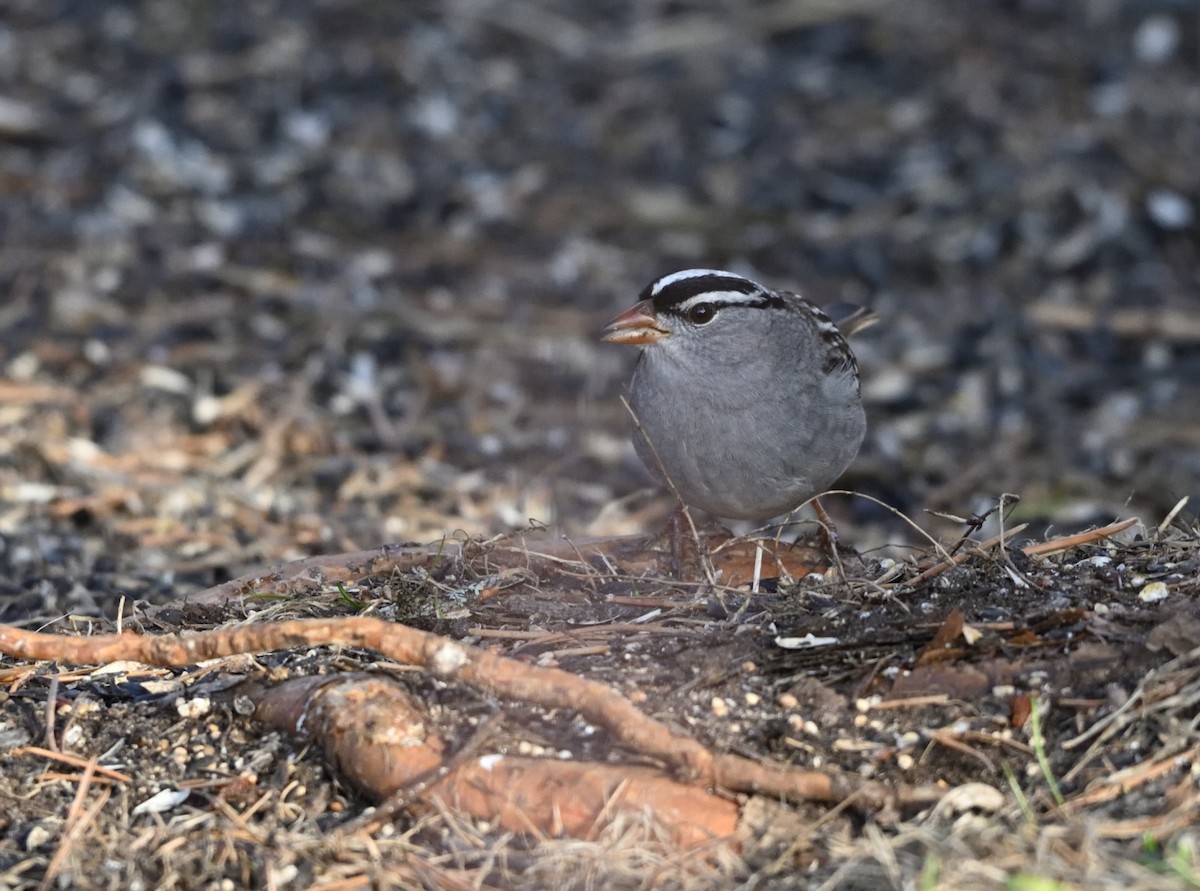 White-crowned Sparrow - brian bishop