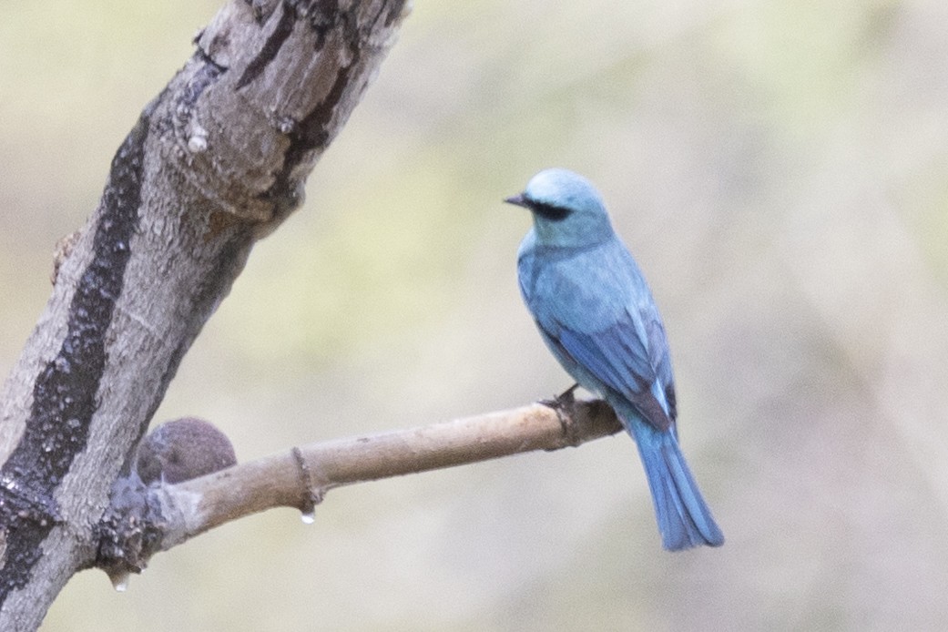 Verditer Flycatcher - Robert Lewis