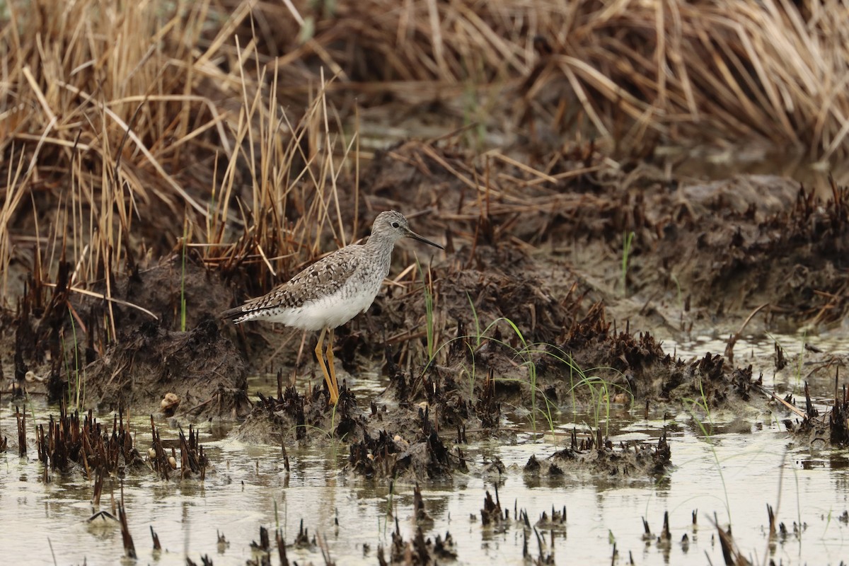 Lesser Yellowlegs - ML618889002