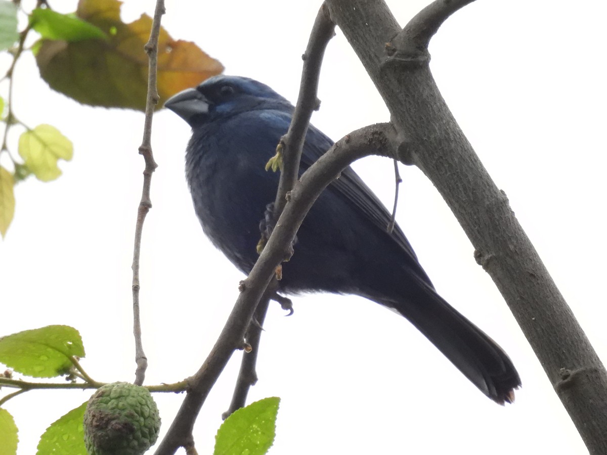 Ultramarine Grosbeak - Angie Lora salazar