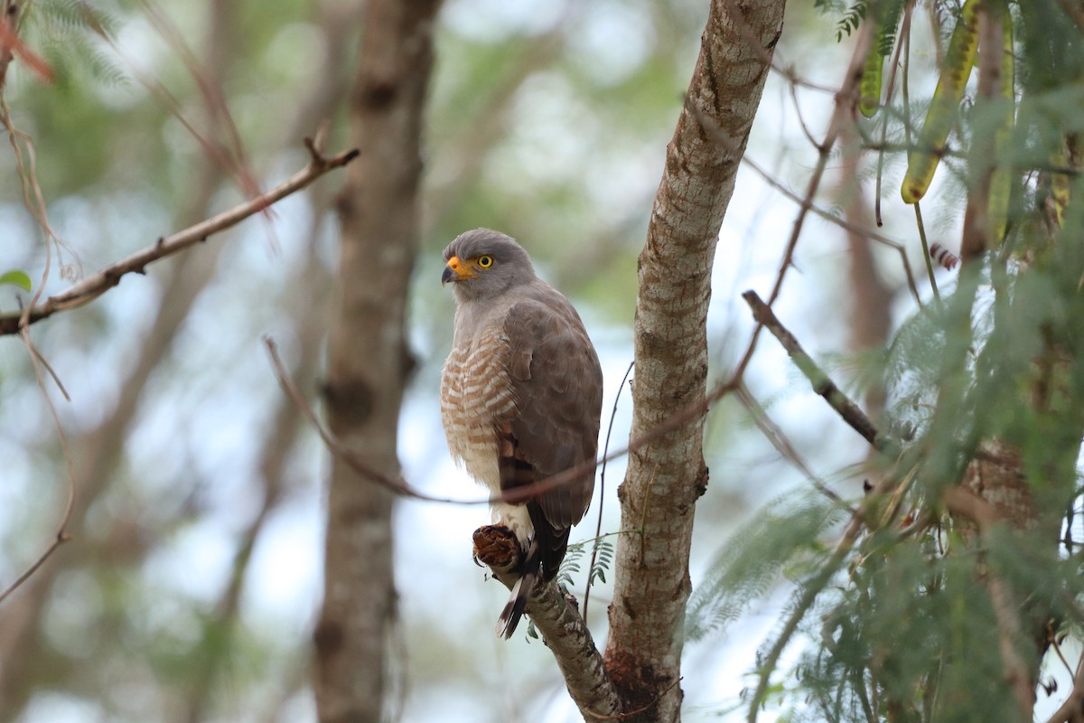 Roadside Hawk - Carla Calamari