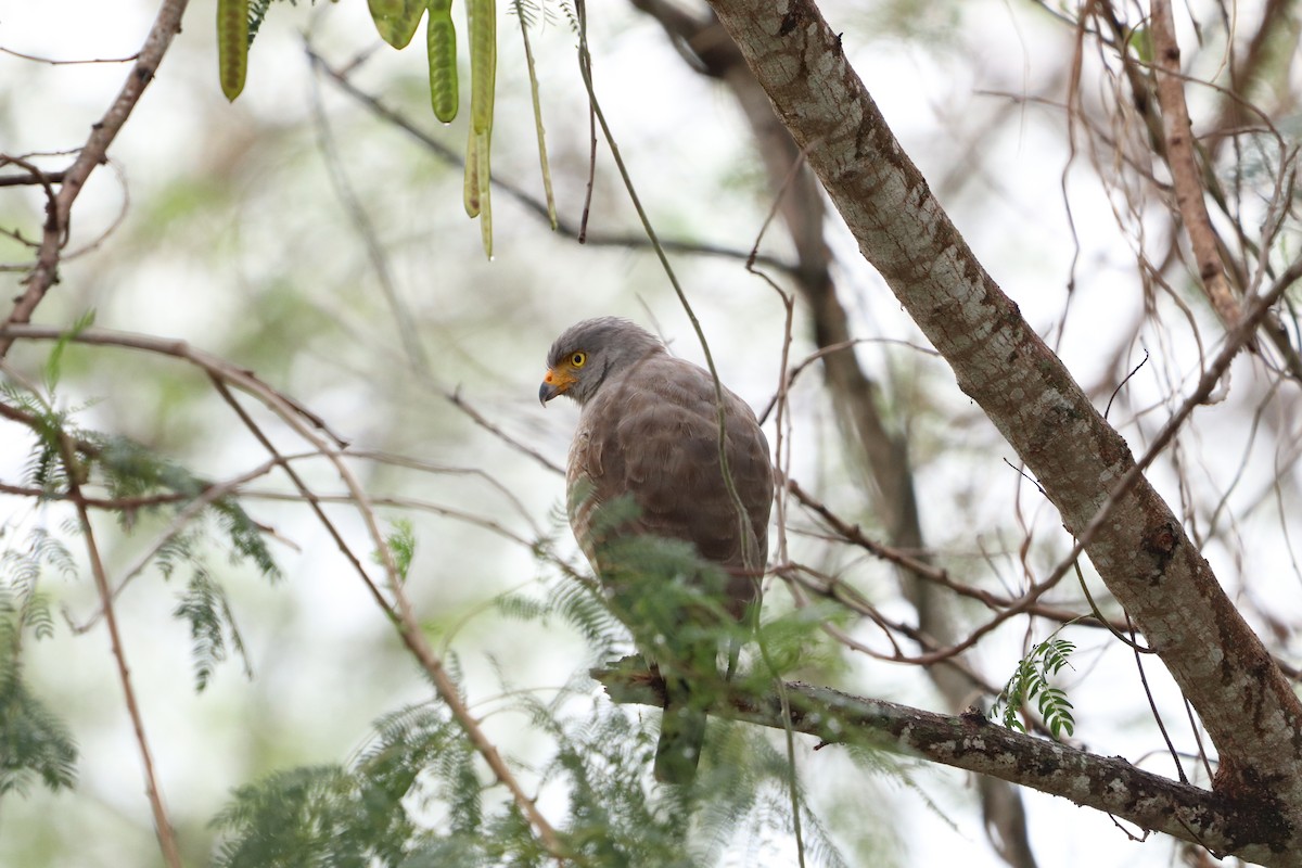 Roadside Hawk - Carla Calamari