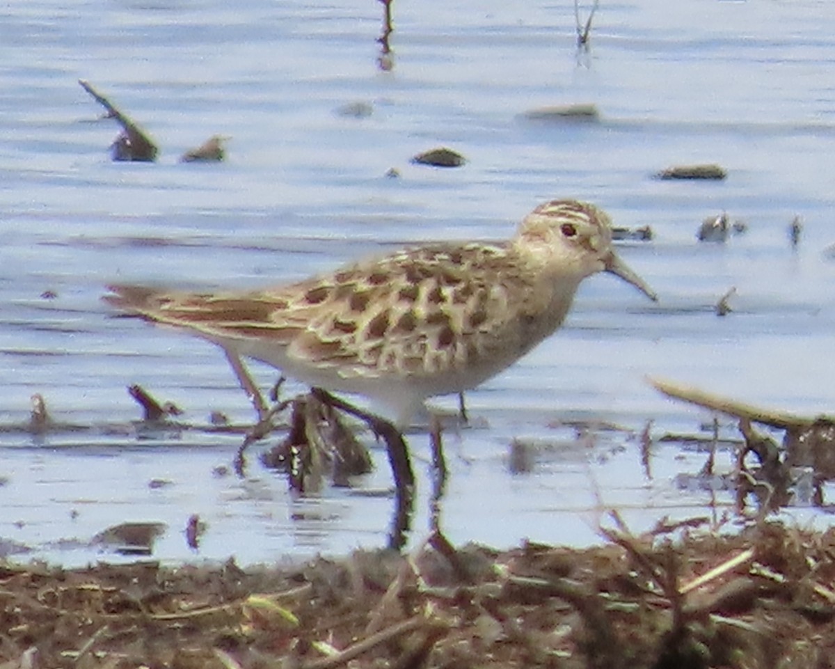 Baird's Sandpiper - Fran Kerbs