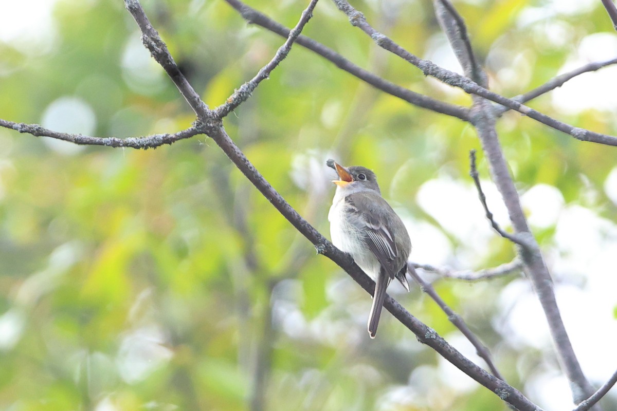 Least Flycatcher - Gang Wu