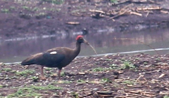 Red-naped Ibis - Dr Nandini Patil