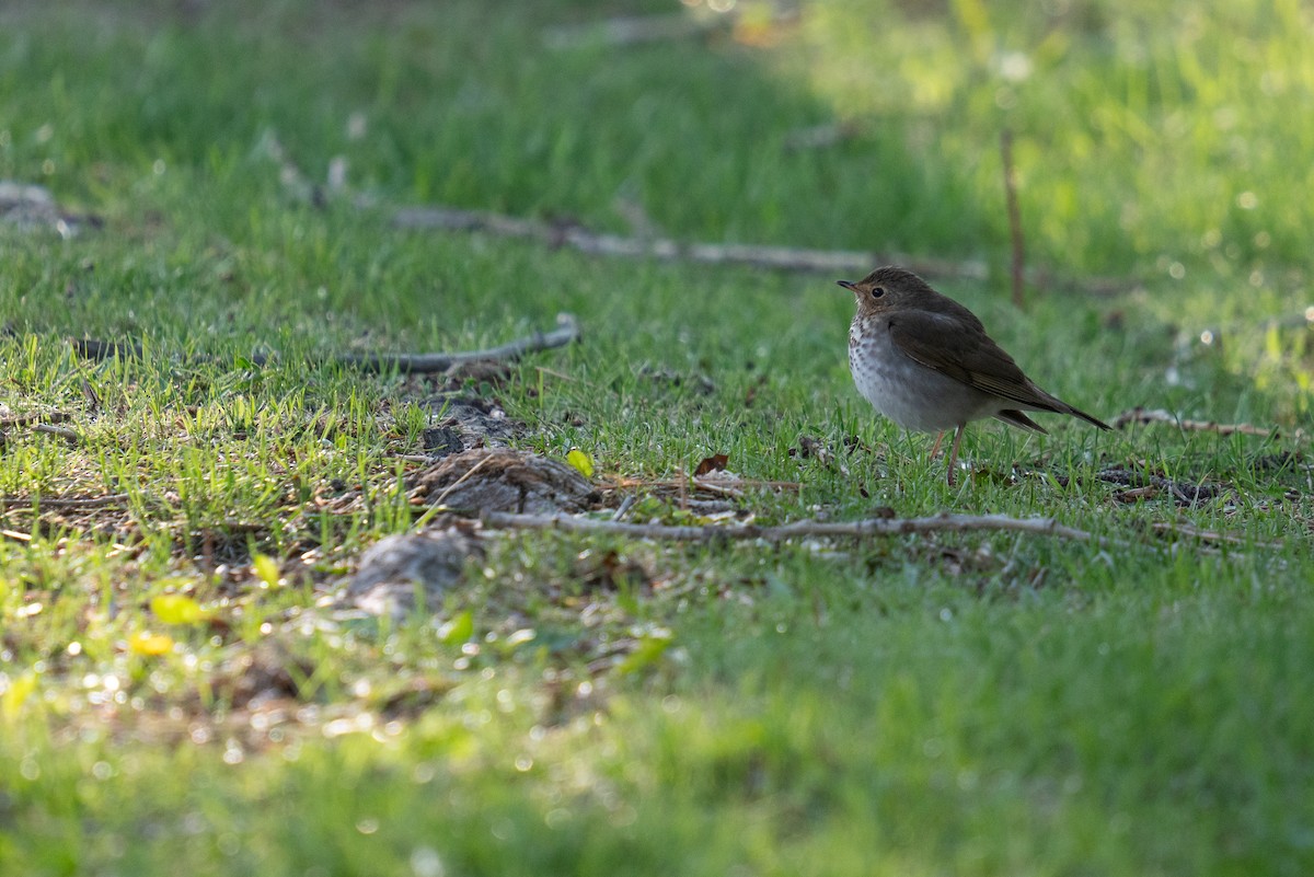 Swainson's Thrush - Jason Cole