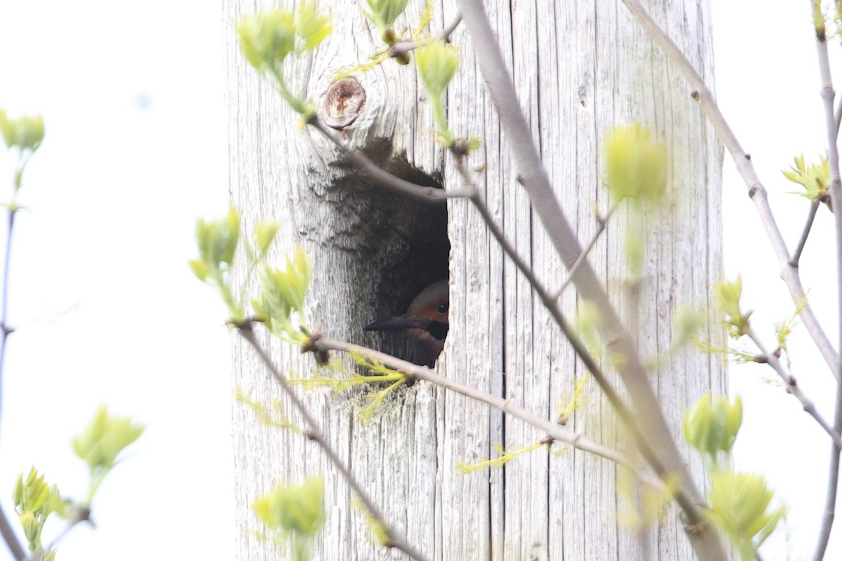 Northern Flicker - Gang Wu